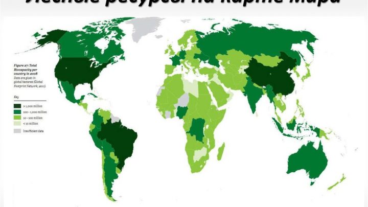 В какой стране больше всего лесов?